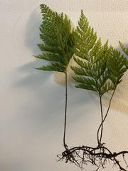 Vandenboschia cyrtotheca