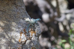 Petrosaurus thalassinus