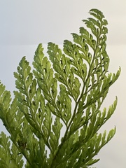 Vandenboschia cyrtotheca