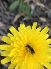 Chilalictus