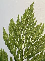 Vandenboschia cyrtotheca