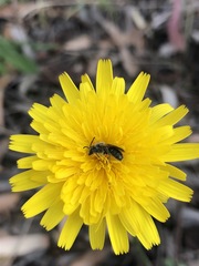 Chilalictus