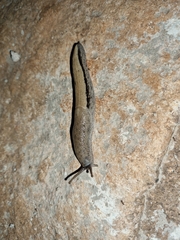 Urocyclus kirkii