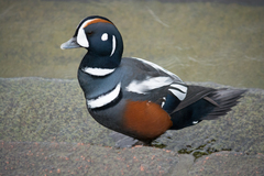 Histrionicus histrionicus