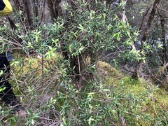 Billardiera macrantha