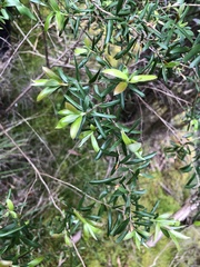 Billardiera macrantha