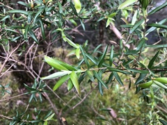 Billardiera macrantha