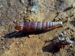 Clausiliinae