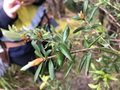 Billardiera macrantha