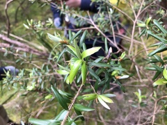 Billardiera macrantha