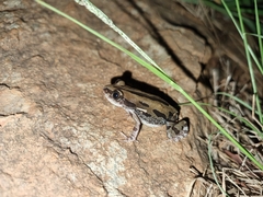 Kassina senegalensis