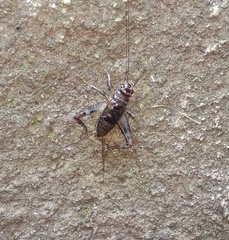 Gryllodes sigillatus