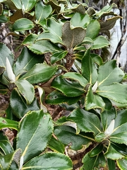 Macrolearia colensoi