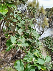 Macrolearia colensoi