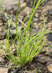 Juncus bulbosus