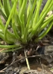 Juncus bulbosus