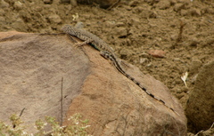 Callisaurus draconoides rhodostictus