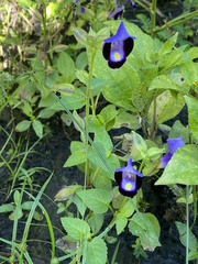 Torenia fournieri