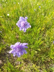 Scabiosa comosa