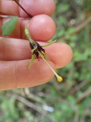 Fuchsia perscandens