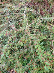 Cotoneaster