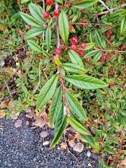 Cotoneaster