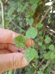 Fuchsia perscandens