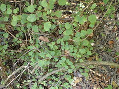 Fuchsia perscandens