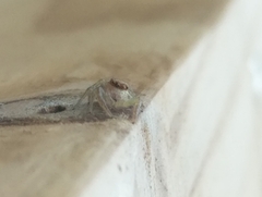 Hentzia mitrata