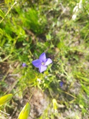 Gentianopsis barbata