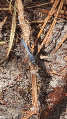 Orthetrum boumiera
