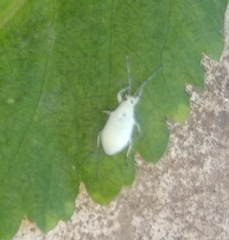 Myllocerina