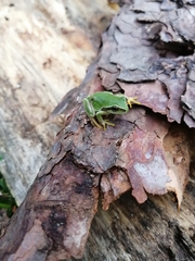 Hyla