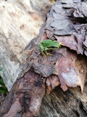 Hyla