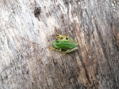 Hyla