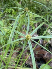 Cyperus brevifolius