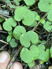 Corybas