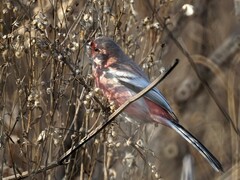 Carpodacus sibiricus