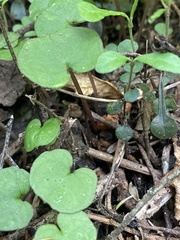 Corybas