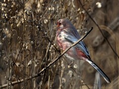 Carpodacus sibiricus
