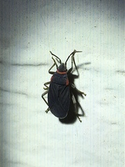 Melacoryphus rubicollis