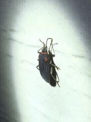 Melacoryphus rubicollis