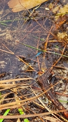 Austrolestes minjerriba