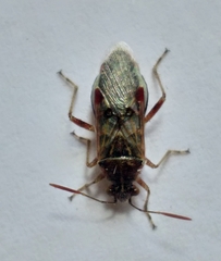 Liorhyssus