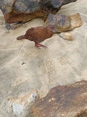 Gallirallus australis scotti