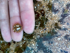Euechinoidea