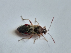 Liorhyssus