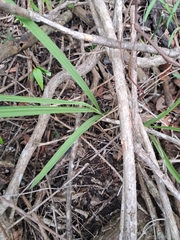 Eulophia hereroensis