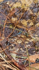 Austrolestes minjerriba