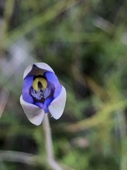 Thelymitra arenaria